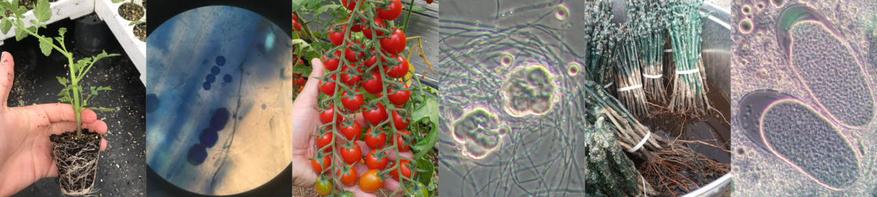 Il microbioma in frutticoltura, utilizzo in pre e post raccolta