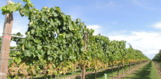 viticoltura sostenibile