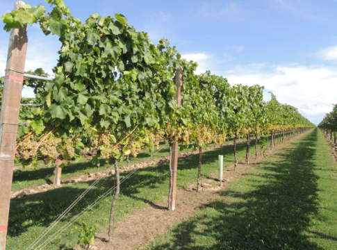 viticoltura sostenibile
