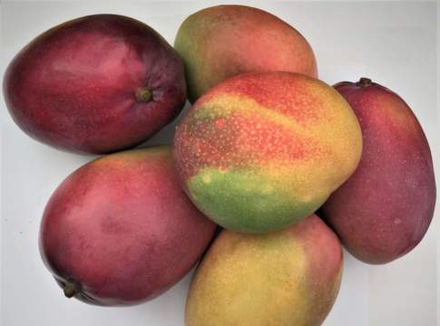 frutti di mango