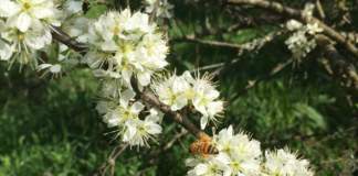 apicoltura italiana
