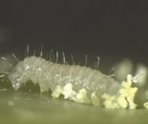 larva di carpocapsa