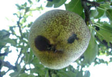 maculatura bruna su mela