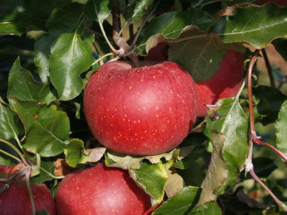 varietà melo